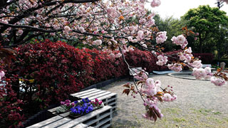 「写楽」さんからの投稿写真＠日野中央公園