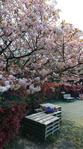 「写ガ～ル」さんからの投稿写真＠日野中央公園