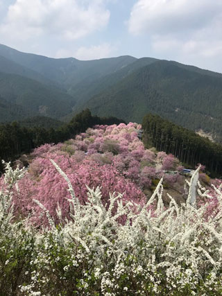 「ぴろりん」さんからの投稿写真@場所不明