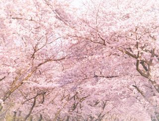 「あかり旅人 (びと)」さんからの投稿写真＠福岡県 福津市 の 住宅街 自宅