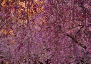 「あかり旅人 (びと)」さんからの投稿写真＠福岡県 福津市 の 住宅街 自宅
