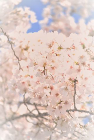 「匿名希望」さんからの投稿写真＠日本橋周辺