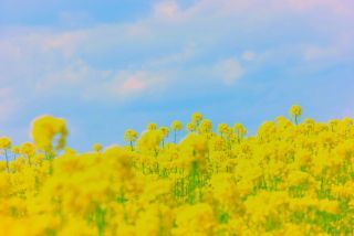 「ひめほたる」さんからの投稿写真＠愛知牧場