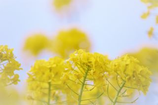 「ひめほたる」さんからの投稿写真＠愛知牧場