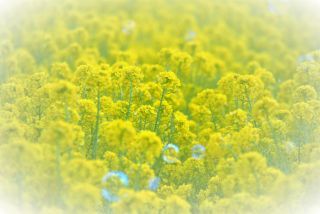 「ひめほたる」さんからの投稿写真＠愛知牧場