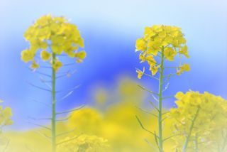 「ひめほたる」さんからの投稿写真＠愛知牧場