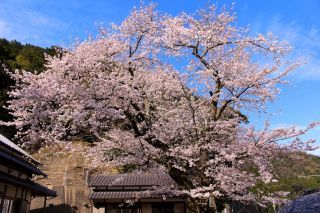 「S.Y」さんからの投稿写真@京都府伊根町・海蔵寺