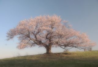 「kasei2月」さんからの投稿写真@宮古市亀ヶ森の一本桜