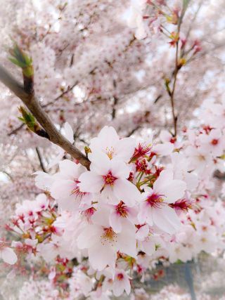 「たろすけ」さんからの投稿写真＠琵琶湖疏水