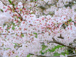 「たろすけ」さんからの投稿写真＠琵琶湖疏水