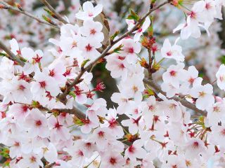 「たろすけ」さんからの投稿写真＠琵琶湖疏水