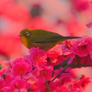 「ひめほたる」さんからの投稿写真@名古屋市農業センター delaふぁーむ