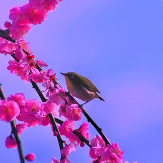 「ひめほたる」さんからの投稿写真@名古屋市農業センター delaふぁーむ