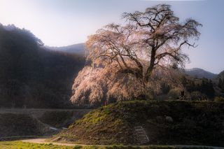 「M.S」さんからの投稿写真@上発知のしだれ桜