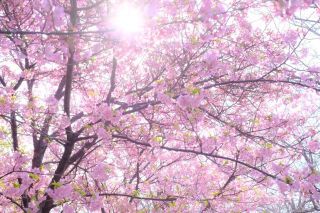 「千葉愛の教会写真クラブ」さんからの投稿写真@さくら堤公園