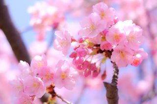 「千葉愛の教会写真クラブ」さんからの投稿写真＠妙典公園