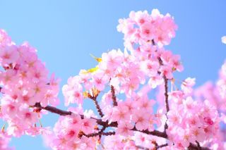 「千葉愛の教会写真クラブ」さんからの投稿写真@妙典公園