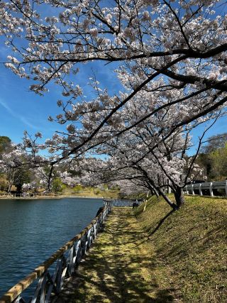 「みつこ」さんからの投稿写真＠丸山公園