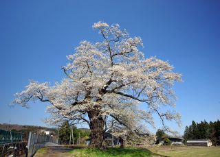 「かせい2月」さんからの投稿写真＠北舘桜