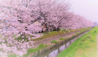 「わかちゃん」さんからの投稿写真＠伊勢市中須町 菱川堤防