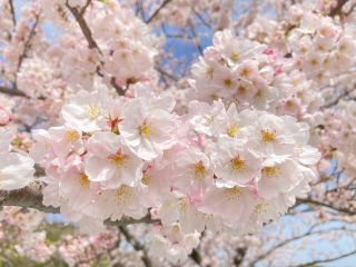 「こかぴ」さんからの投稿写真＠成田山不動寺