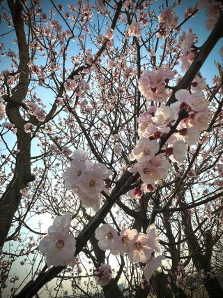 「蒼」さんからの投稿写真＠越谷市 新方川 土手
