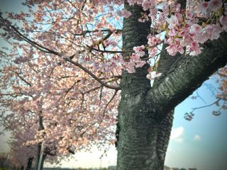 「蒼」さんからの投稿写真＠越谷市 新方川 土手