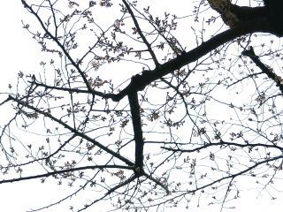 「Darbee」さんからの投稿写真＠宮崎台駅前