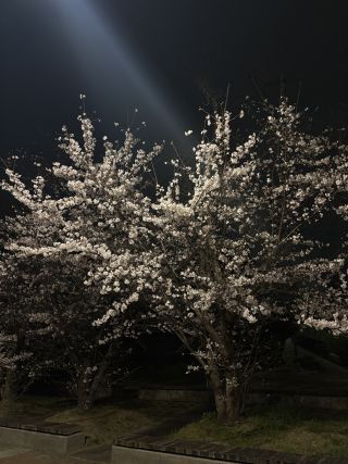 「枚方のかずちゃん」さんからの投稿写真＠大阪大学キャンパス