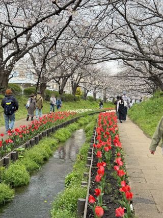 「みっち」さんからの投稿写真＠江川せせらぎ緑道