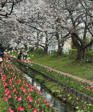 「みっち」さんからの投稿写真＠江川せせらぎ緑道