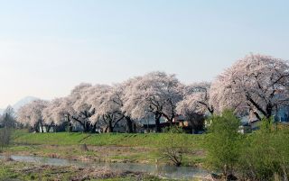「赤兎馬」さんからの投稿写真＠白水川堤防桜並木