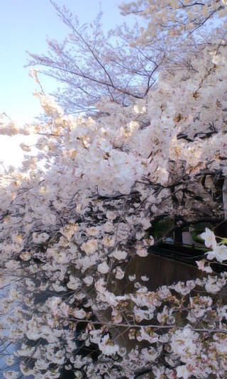 「RSドラゴン」さんからの投稿写真＠石神井川の桜並木