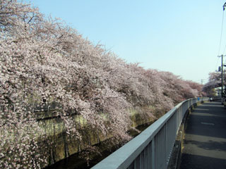 「しんどー」さんからの投稿写真＠石神井川の桜並木