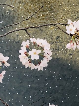「tiara_mschna」さんからの投稿写真＠石神井川の桜並木