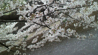 「むっちゃん」さんからの投稿写真＠石神井川の桜並木