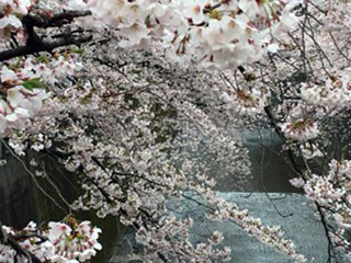 「モモンガ」さんからの投稿写真＠石神井川の桜並木