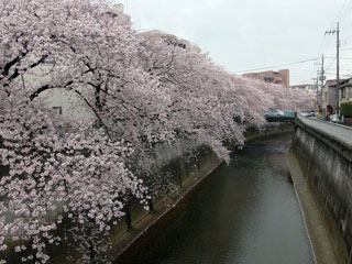 「しんどー」さんからの投稿写真＠石神井川の桜並木