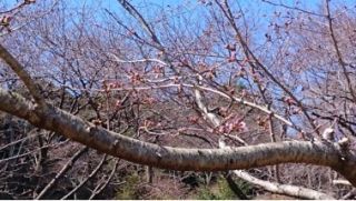「ヨッシー」さんからの投稿写真＠桜山公園（茨城県護国神社周辺）
