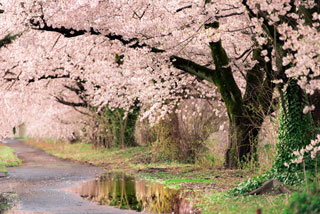 「ながい」さんからの投稿写真＠新江の桜並木
