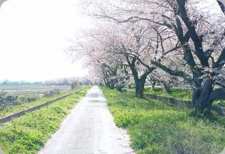 「ハセヒロ」さんからの投稿写真＠新江の桜並木