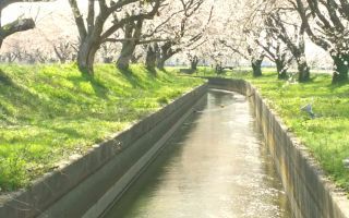 「ハセヒロ」さんからの投稿写真＠新江の桜並木