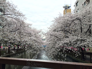 「大橋の母」さんからの投稿写真＠目黒川