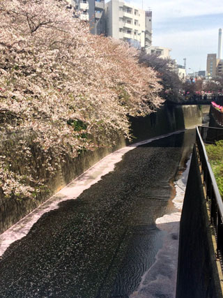 「えなり」さんからの投稿写真＠目黒川