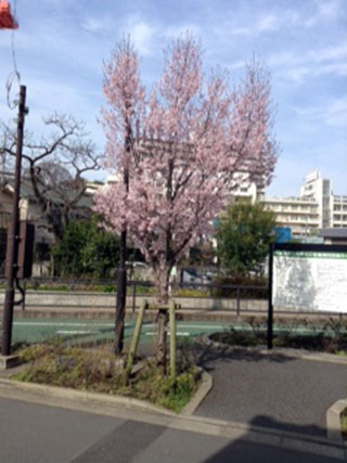 「桜男」さんからの投稿写真＠目黒川