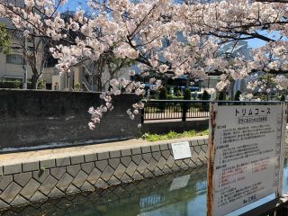 「ぶんぶんぶん」さんからの投稿写真＠仙台堀川公園