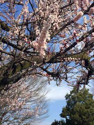 「あまぐり」さんからの投稿写真＠善福寺川緑地