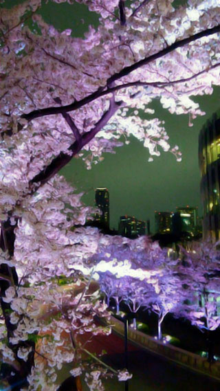 「草加市のスイカツリー」さんからの投稿写真＠東京ミッドタウン