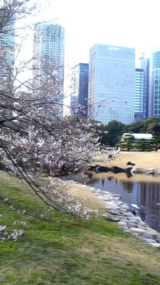 「桜ふぃ～ば～」さんからの投稿写真＠浜離宮恩賜庭園