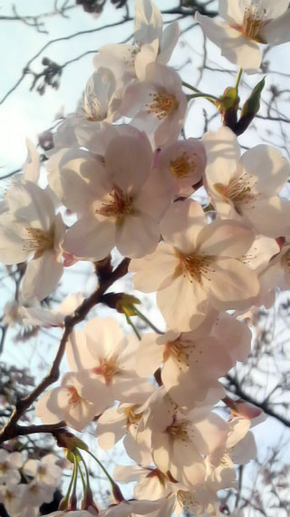 「桜ふぃ～ば～」さんからの投稿写真＠浜離宮恩賜庭園